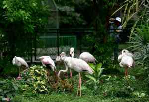 150 years of Saigon Zoo